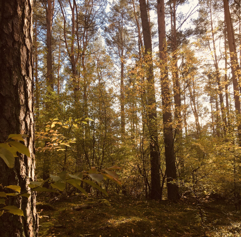 Schöne und sonnige Herbstferien!