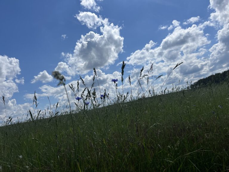Wir wünschen allen einen schönen Sommer!